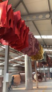 Chrome tanned dyed leather hides drying at Asen Leather tannery